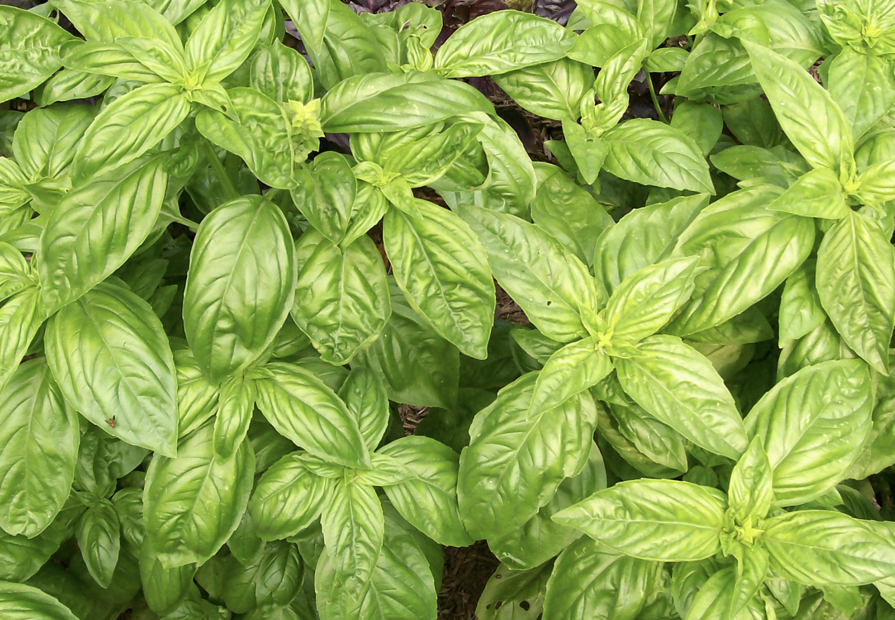 Pinch Crops for Higher Manufacturing